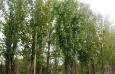Armstrong Red Maple